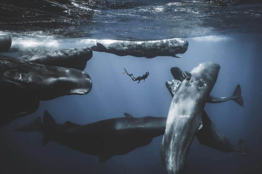 Beautiful Finalist Photos Of The 2025 Ocean Photographer Of The Year » Design You Trust — Design Daily Since 2007