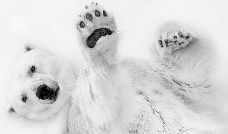 Beautiful Nature & Wildlife Winning Photos from the 2025 Monovisions Photography Awards » Design You Trust — Design Daily Since 2007