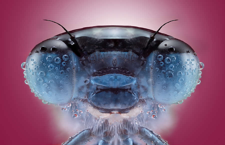 Spectacular Award-Winning Photos from the International Photography Awards 2025 » Design You Trust — Design Daily Since 2007