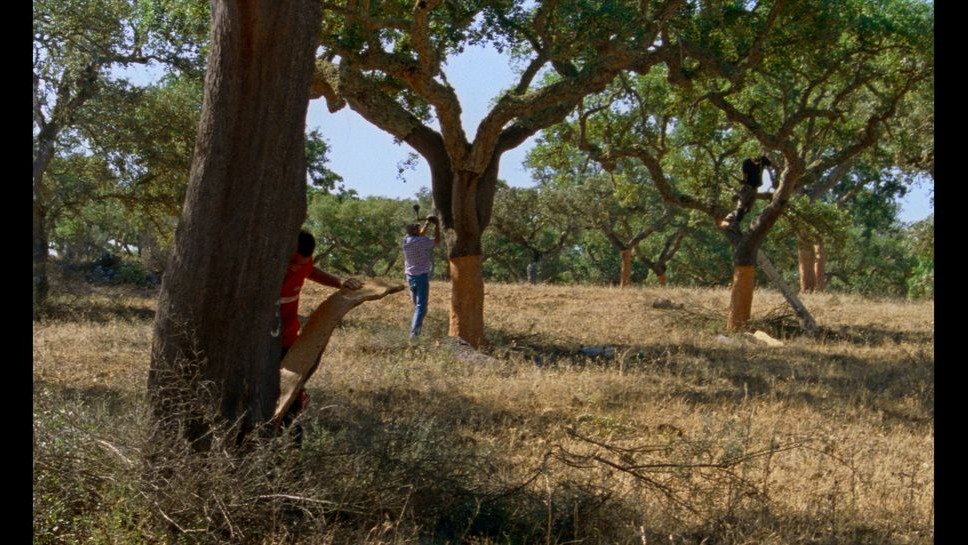‘The Seasons,’ Film on Alentejo, Portugal at Locarno, Gets Trailer